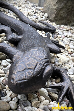 Lizard