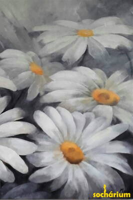 Gray daisies