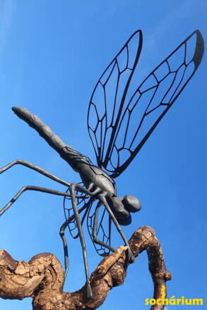 Dragonfly